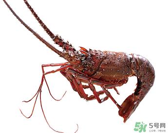 澳洲龙虾一只多少钱?澳洲龙虾多少钱一只?
