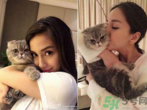 baby养折耳猫反对结扎被炮轰没脑子 折耳猫真的有遗传疾病吗?