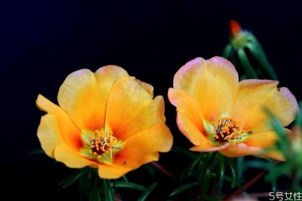 什么是午时花呢 午时花有什么作用呢