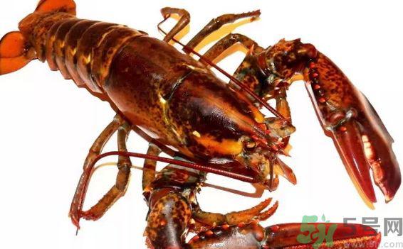 龙虾怎么洗简单又干净?龙虾怎么洗图解?