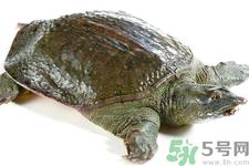 甲鱼怎么杀？甲鱼怎么处理？