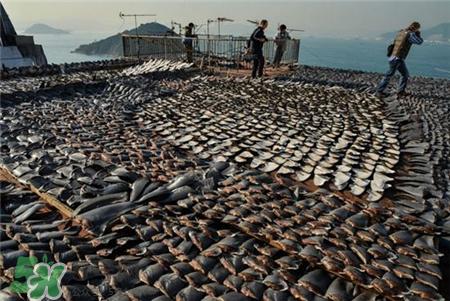 鱼翅是什么?鱼翅是鱼的哪部分?