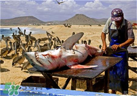 鱼翅是什么?鱼翅是鱼的哪部分?