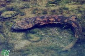 娃娃鱼多少钱一斤2017？2017娃娃鱼多少钱一斤？