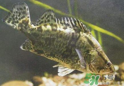 鳜鱼怎么养?鳜鱼养殖技术