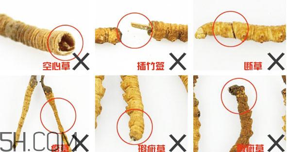 冬虫夏草有假的吗?冬虫夏草不抗癌