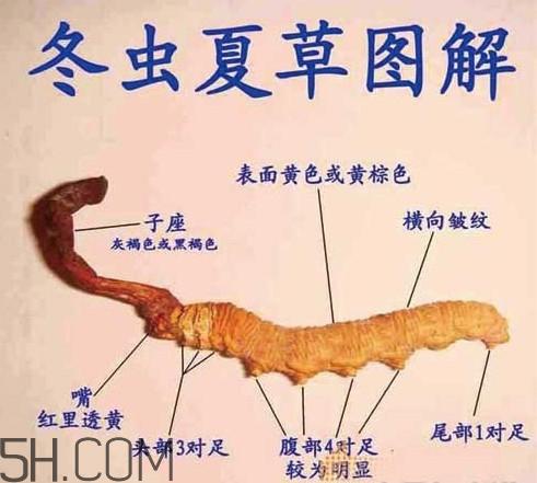 冬虫夏草有假的吗?冬虫夏草不抗癌