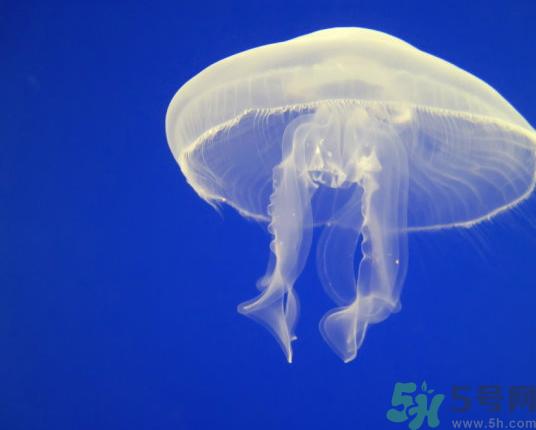 海蜇是水母吗?海蜇和水母的区别