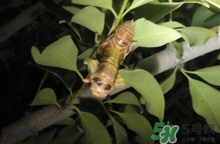 爬叉是什么东西？爬叉是怎么形成的