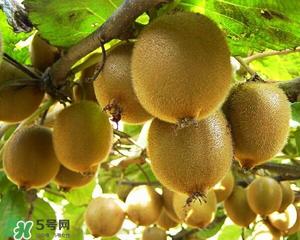 猕猴桃的吃法 猕猴桃怎么吃