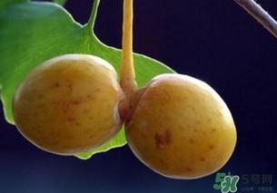 白果和银杏果一样吗？白果是银杏的果实吗？