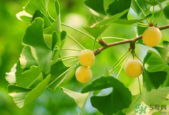 白果和银杏果一样吗？白果是银杏的果实吗？