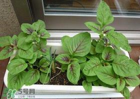 苋菜怎么种?苋菜如何种植