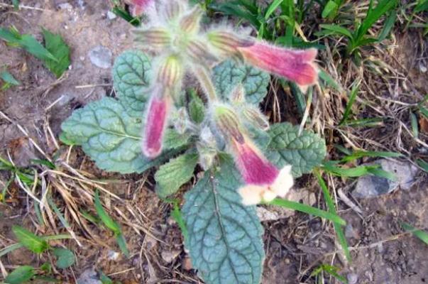 地黄的作用和功效 地黄泡水喝有什么好处