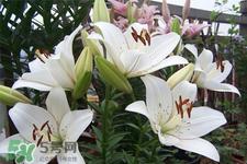 百合花怎么养?百合花在家怎么养?