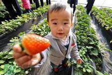 刚摘的草莓如何保存？刚摘的草莓怎么保鲜？