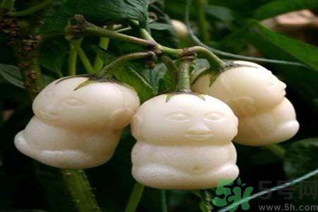 人参果是热性还是凉性？人参果是凉性吗？