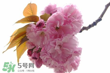 寒食节是为了纪念谁?寒食节与谁有关?