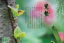 惊蛰吃什么食物好?惊蛰吃什么传统食物?