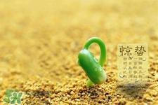 惊蛰吃什么食物好？惊蛰吃什么传统食物？