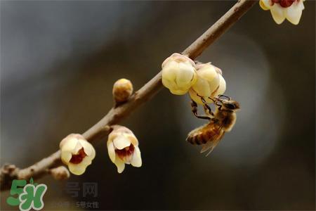 惊蛰吃什么食物好?惊蛰吃什么传统食物?