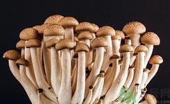 门上长蘑菇是怎么回事?门上长的蘑菇能吃吗