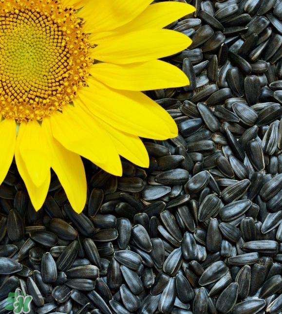 葵花籽是果实还是种子？葵花籽是坚果吗？