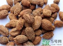 砂仁是什么东西?吃砂仁有什么好处