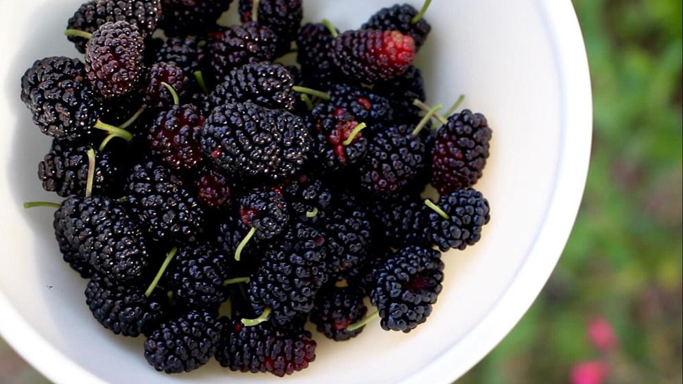 桑葚果酱怎么制作 自制桑葚果酱的做法