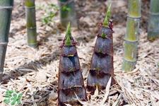 春笋的营养价值 春笋的功效与作用