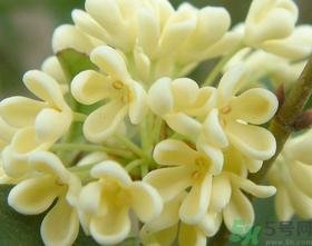 桂花怎么做香水?新鲜桂花怎么做香水?