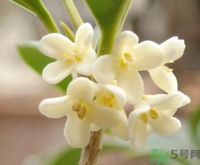 桂花怎么做香水？新鲜桂花怎么做香水？