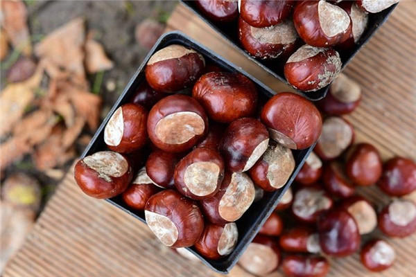 立冬进补吃什么最好最养生