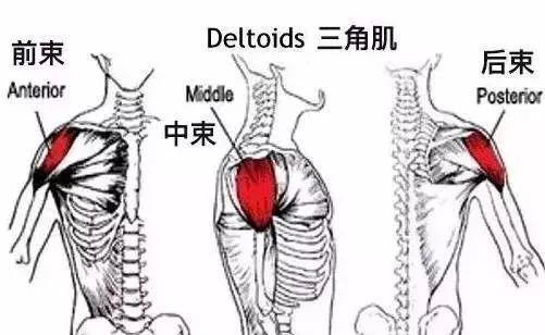 三角肌后束练出型要多久 三角肌后束练出型要多长时间