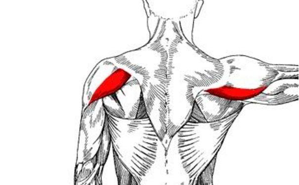 三角肌后束练出型要多久 三角肌后束练出型要多长时间