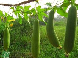 丝瓜水有什么作用？丝瓜水的功效与作用