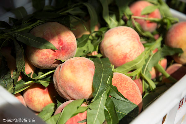 什么水果能马上通便 4种食物让你排便很轻松