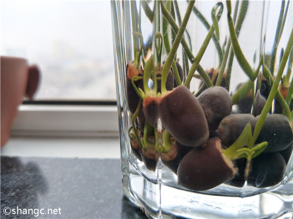 床头放什么防蚊子 晚上防蚊子的最好方法