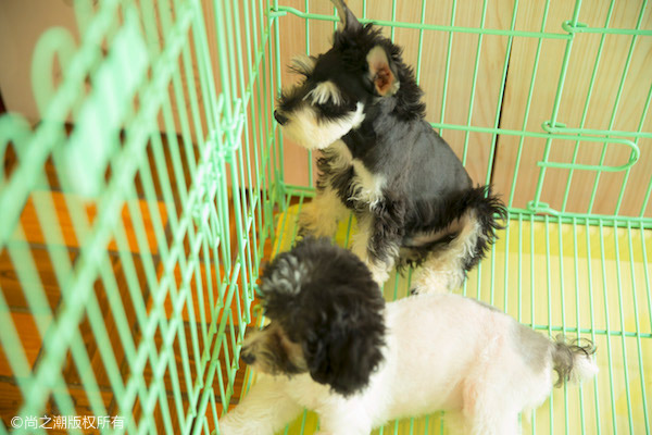 狗吃巧克力为什么会死 里面的成分堪比毒药