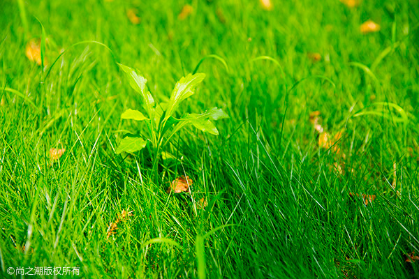 新房子装修后放什么花 五种绿植除甲醛效果超好