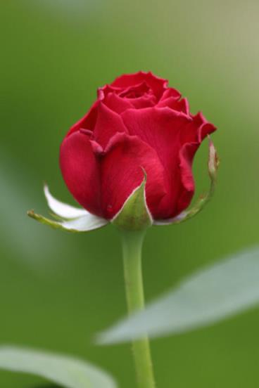 我爱你你却爱着他，我们是没有未来的！