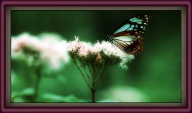 但曾相见便相知，相见何如不见时！