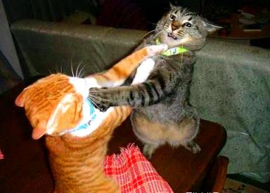 情侣吵架，怎样才是正确的解决方法？