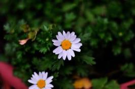 现代爱情故事，我为什么会这么花心？