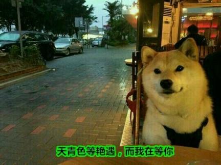 单身狗之歌，“单身汪”也是旺啊！