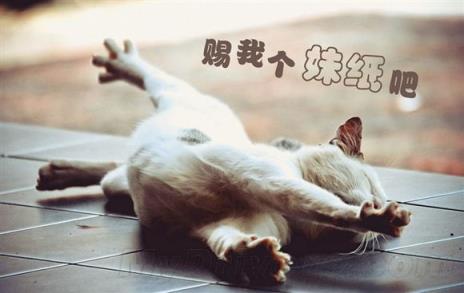 只因单身在一起,爱情自有天意!