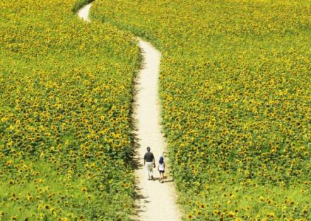 一个人去旅行，推荐五大单身旅行地！