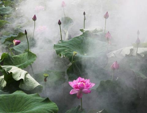 雾里看花,亲爱的别再欺骗你自己。