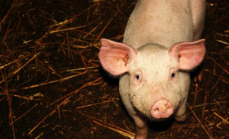 猪可以为爱付出的,你们可以吗？