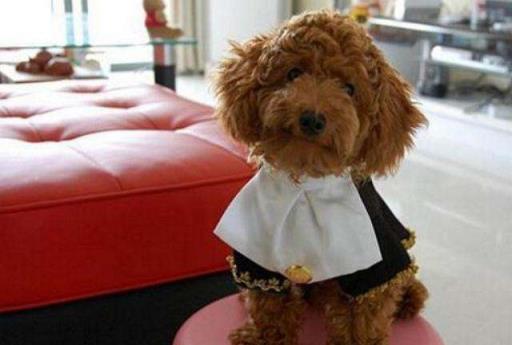 洗完澡被泰迪插了，狗狗把女主的睡衣扒开了！